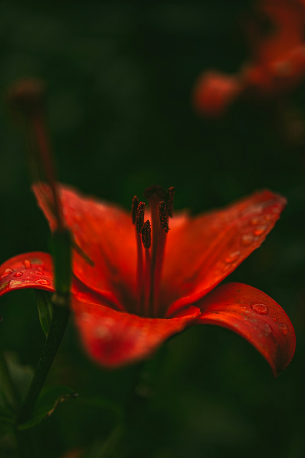 red flower in tilt shift lens