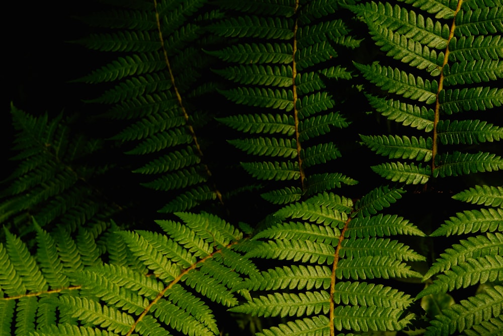 green fern plant in close up photography