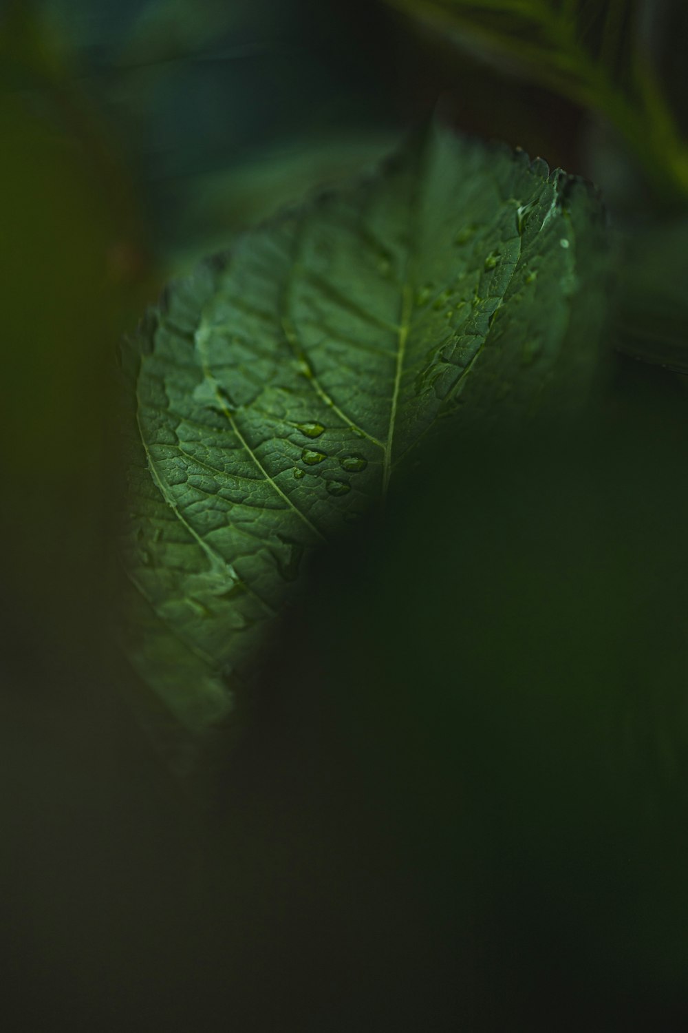 green leaf in close up photography