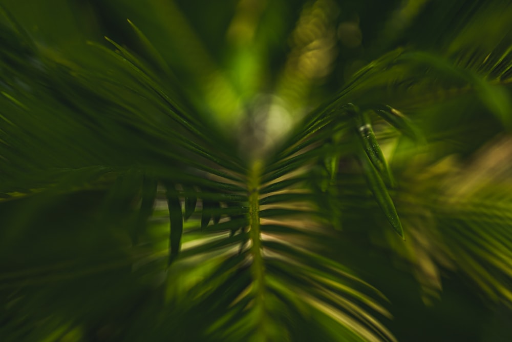 green leaf plant in close up photography