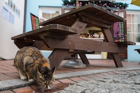 A cat is drinking from a puddle near a wooden picnic table in an outdoor setting. The table is situated on a brick patio outside a building, which has multiple signs and a window display. The atmosphere suggests a café or restaurant environment, with a menu board visible in the background.