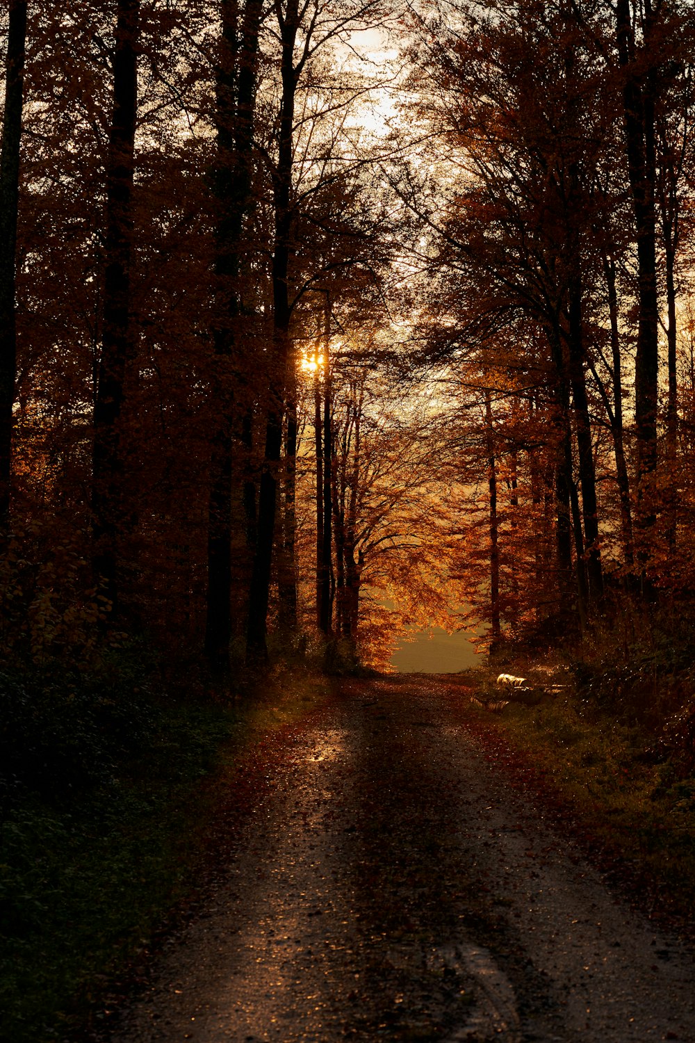 pathway between trees during daytime