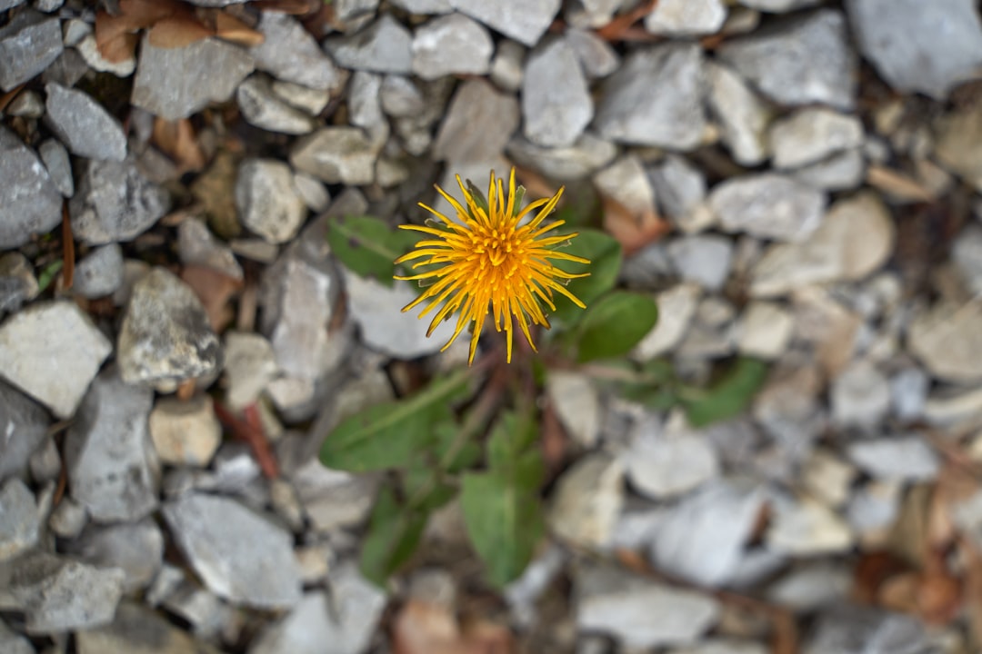 yellow dandelion in bloom during daytime