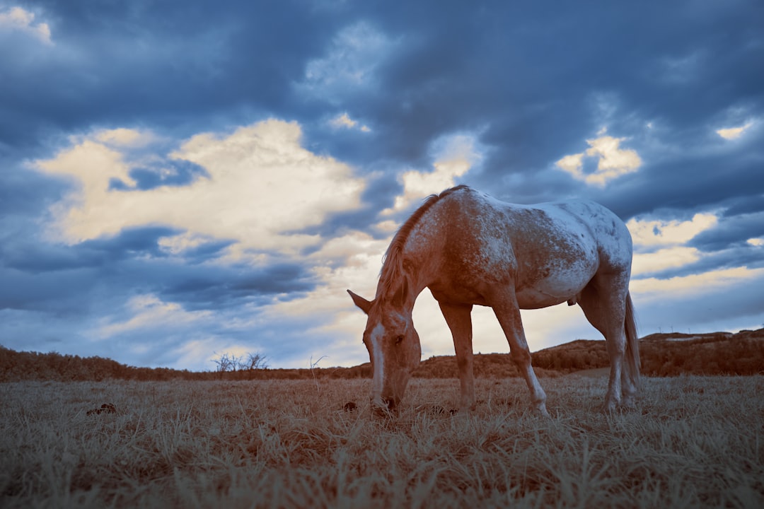 brown horse on brown grass field under white clouds and blue sky during daytime