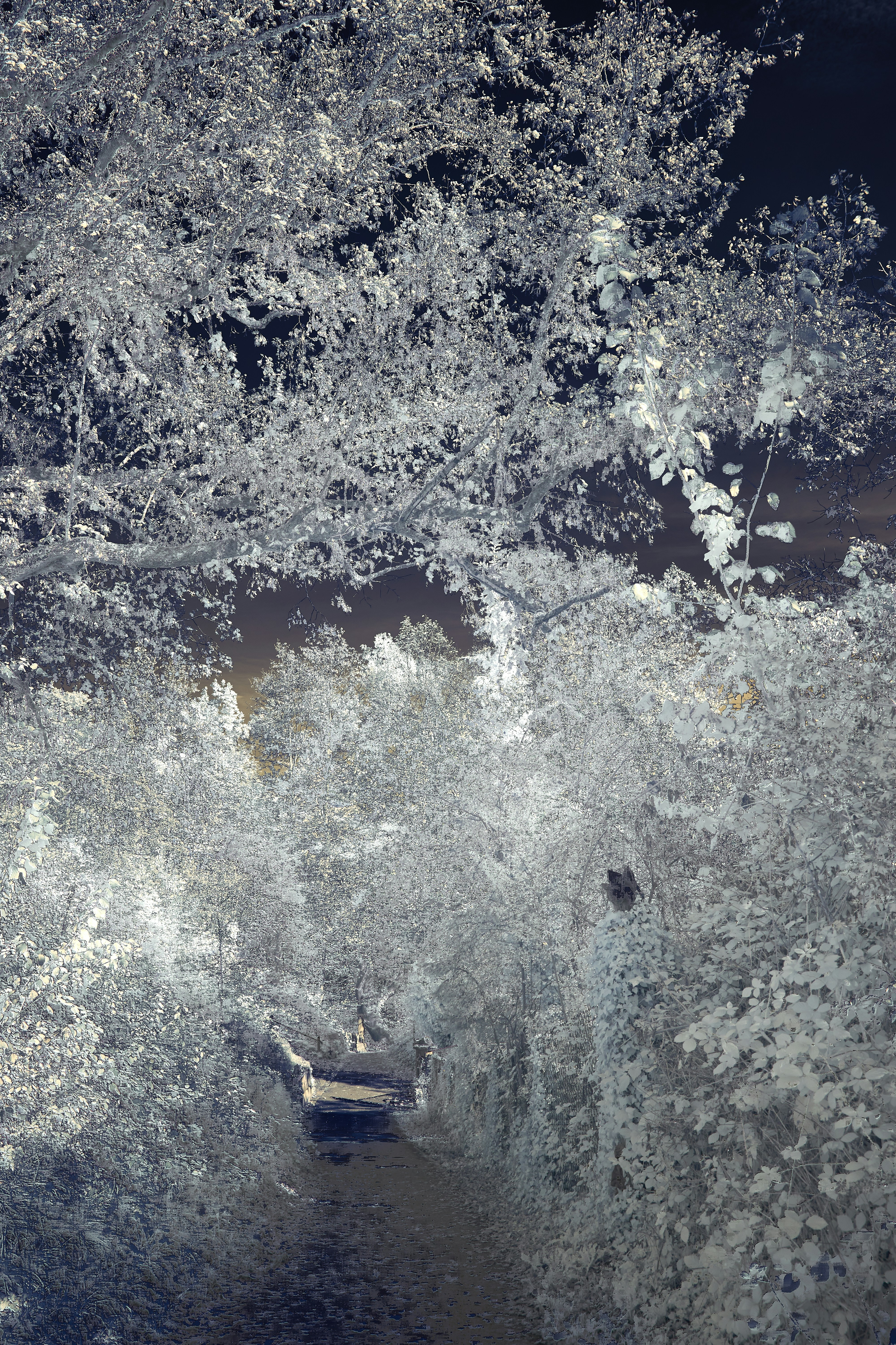 Photo by wolfgang_hasselmann