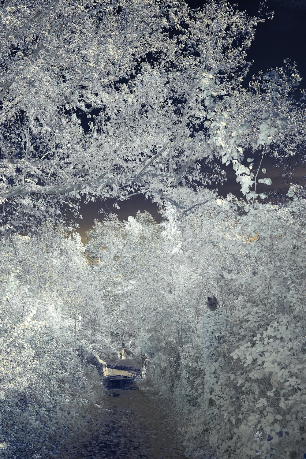 white and brown tree with snow