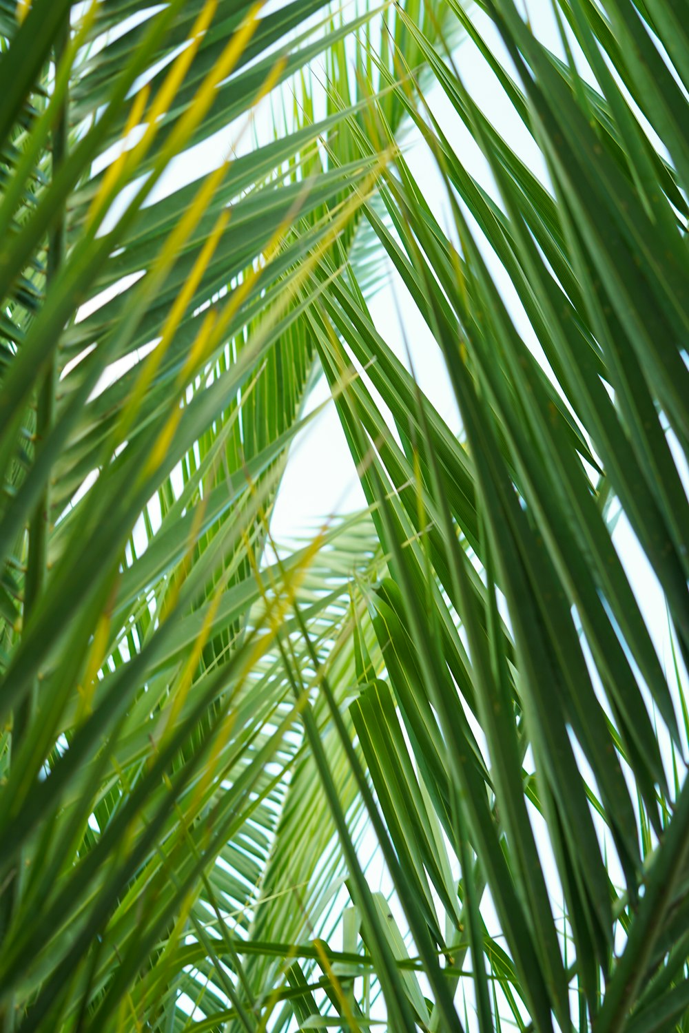 green palm tree during daytime