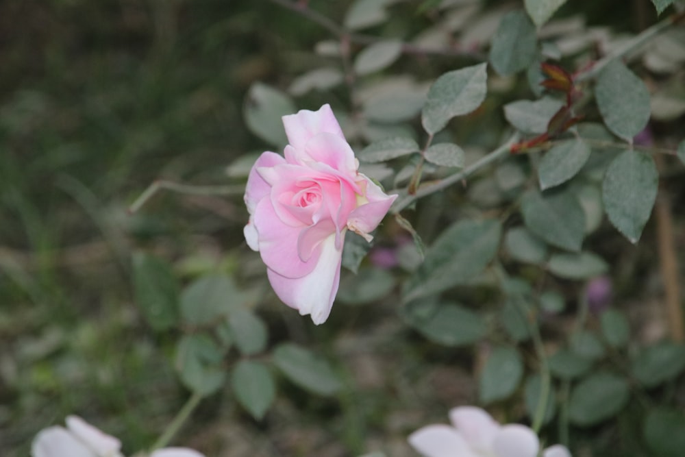 pink flower in tilt shift lens