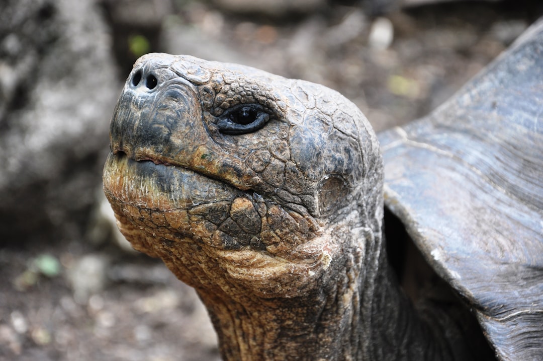 brown and black turtle on brown soil