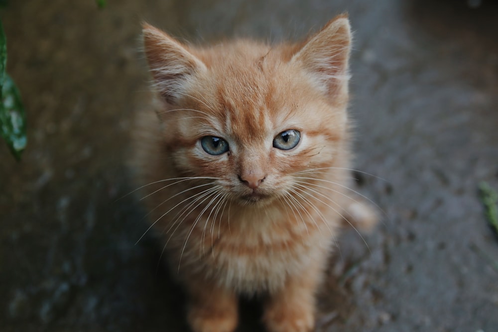 orange tabby kitten on black textile