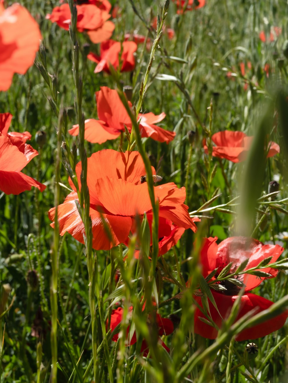 red flower in close up photography