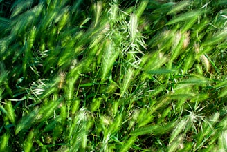 Freshly cut Bermuda Tiff Away grass showcasing its dense, fine texture.