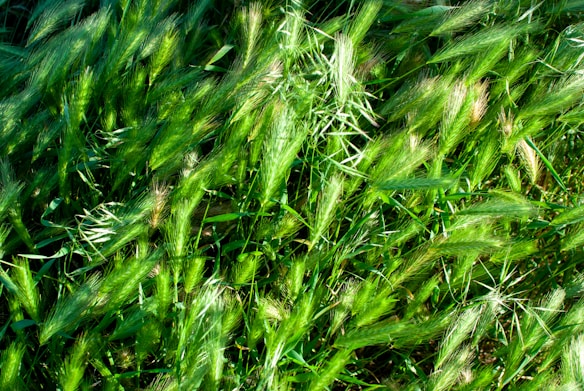 Lush, dense green grass with fine blades, some lighter tips, and a gentle, natural texture.