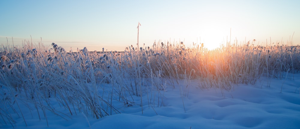 brown grass on snow covered ground during daytime