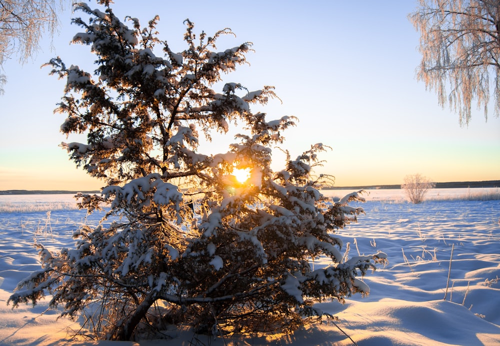 snow covered tree near body of water during daytime