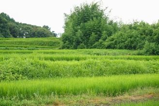 Lush, terraced rice fields stretch across the foreground, leading towards a dense wall of green trees and bushes. The fields are vibrantly green, indicating healthy crops, and the landscape conveys a sense of tranquility and abundance. In the background, the vegetation is thick with a mix of trees and shrubs.
