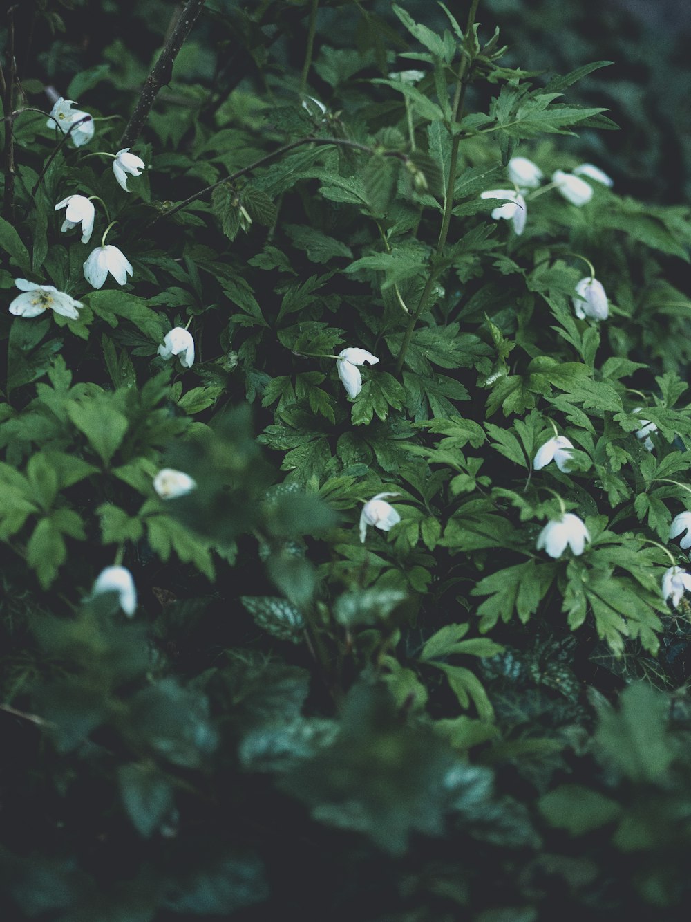 white flowers with green leaves