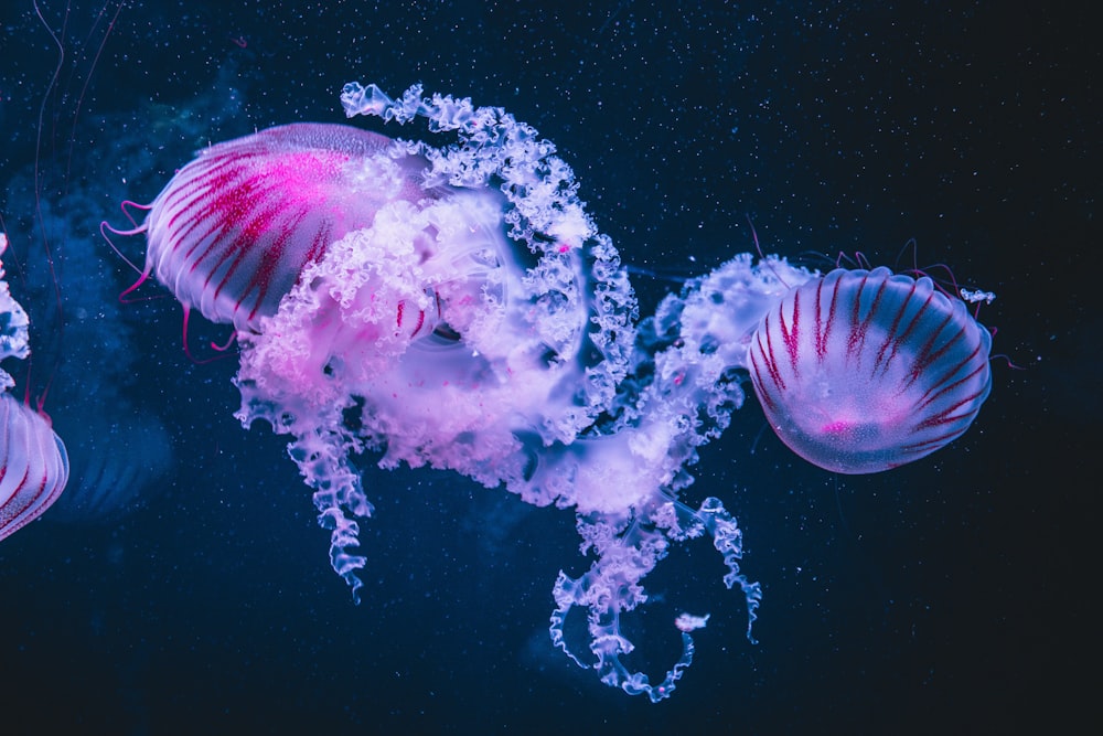 purple and white jellyfish in water