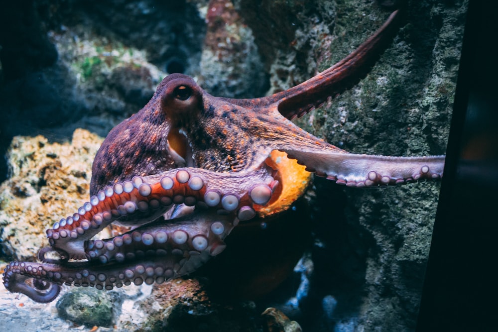 brown and black dragon in water