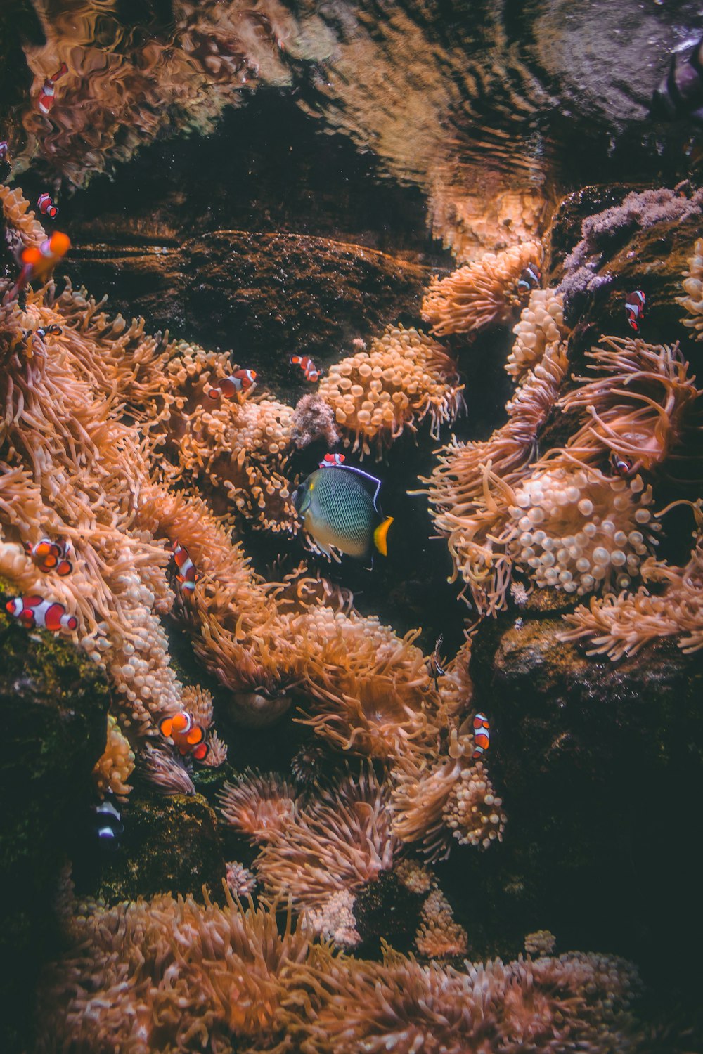 blue and yellow fish in water