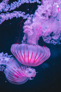 pink and white jellyfish in water