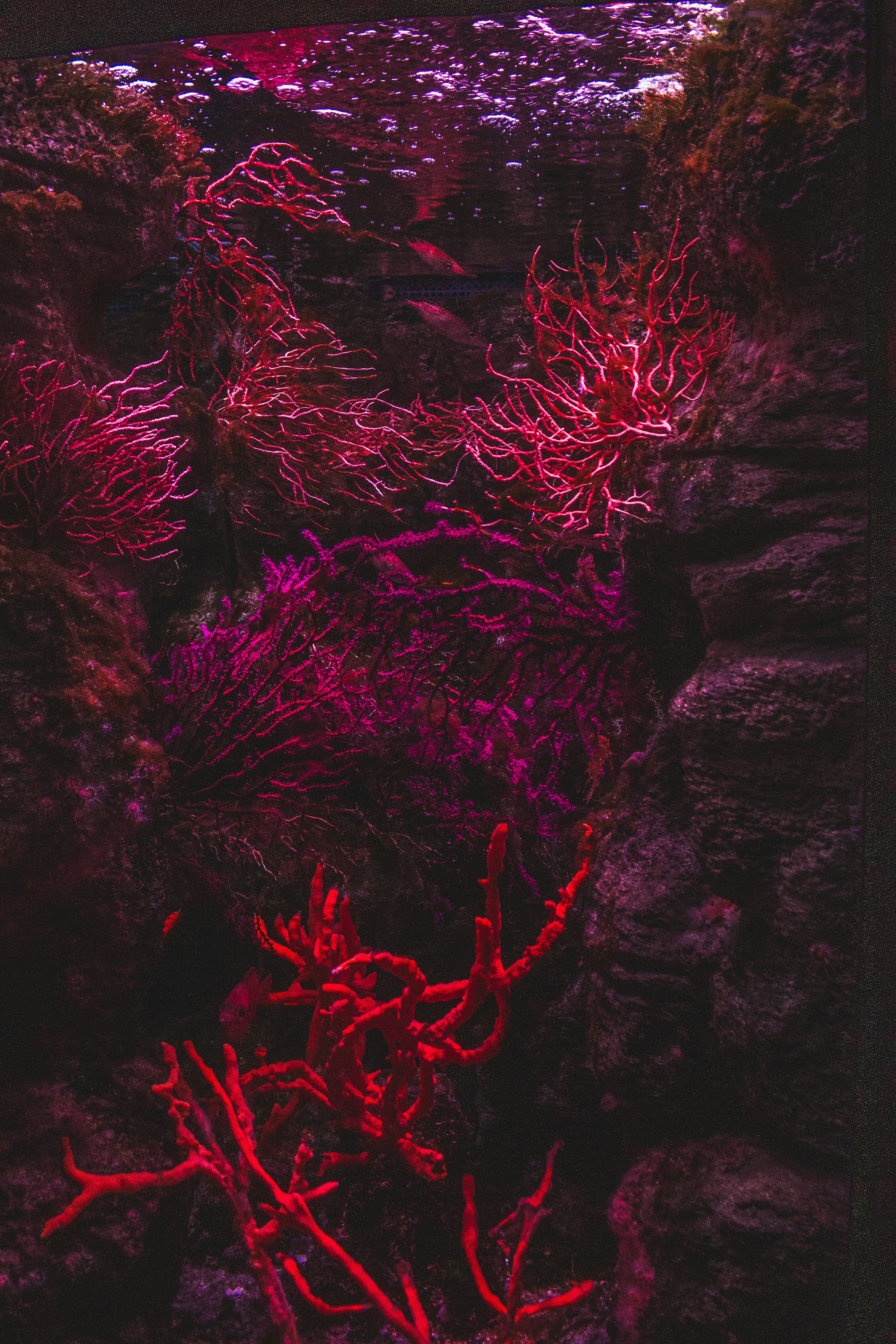 I Sold My Voice And I Must Weep