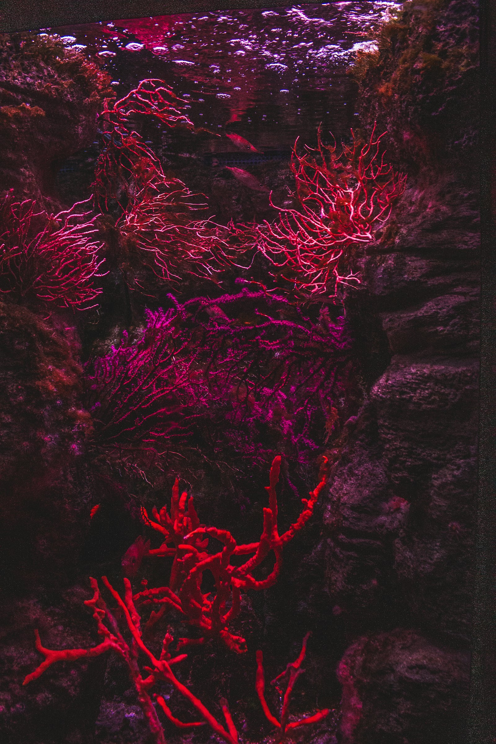 Ánh sáng, thời gian và một hệ sinh thái trưởng thành