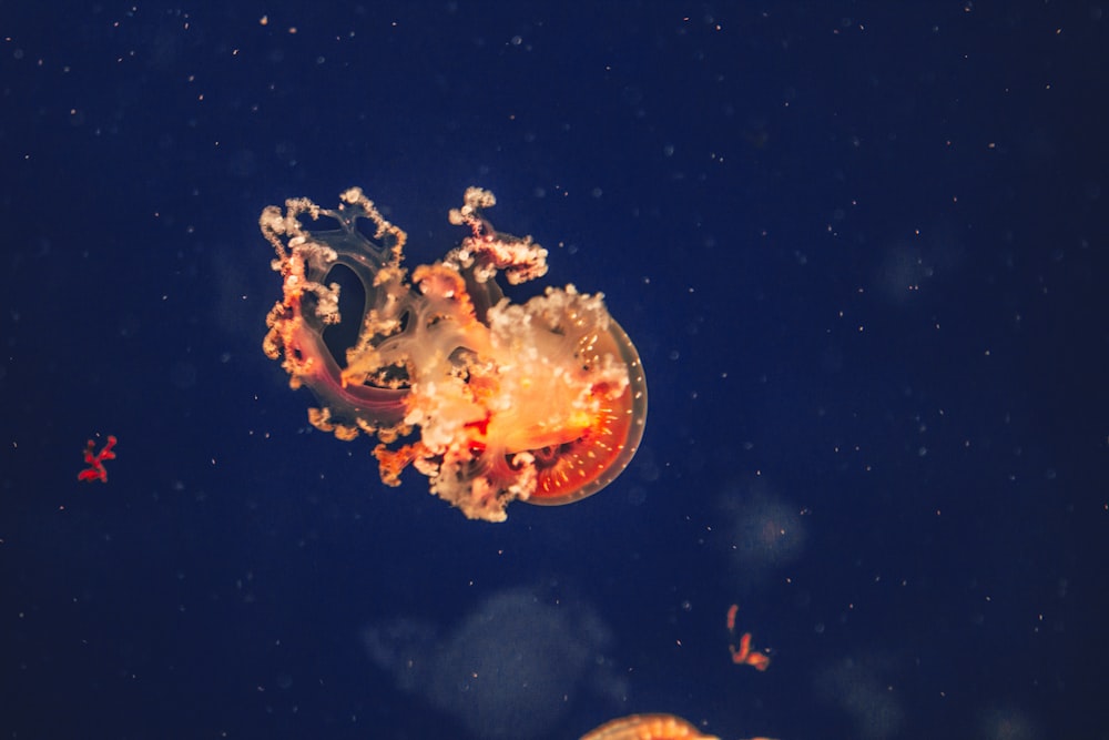 orange and white jellyfish in the water
