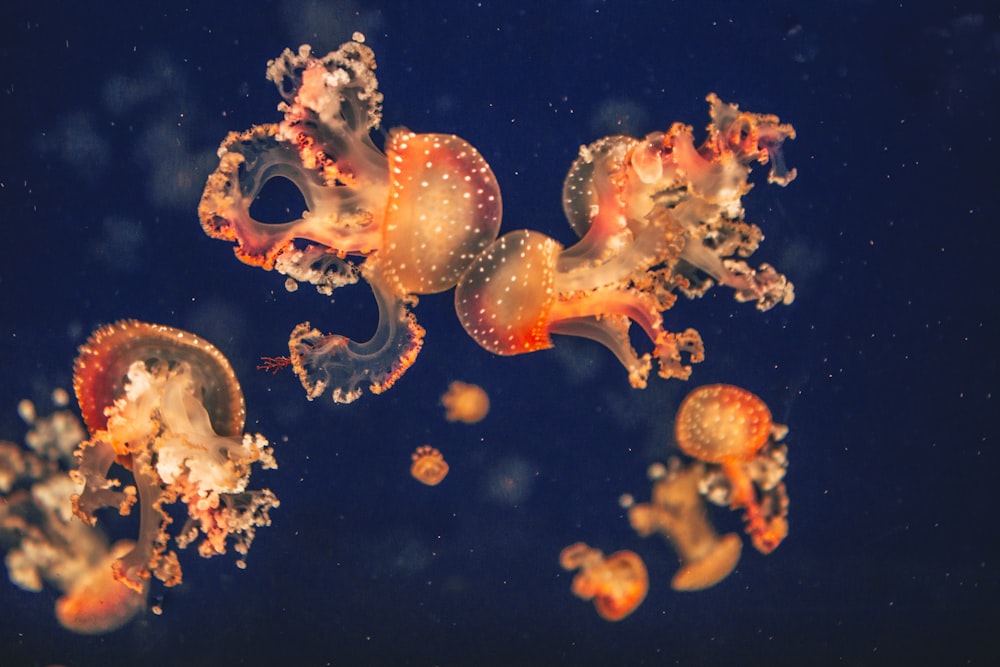 white and orange jellyfish on water