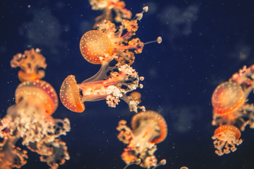 orange and white jellyfish in water