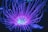purple and white light digital wallpaper