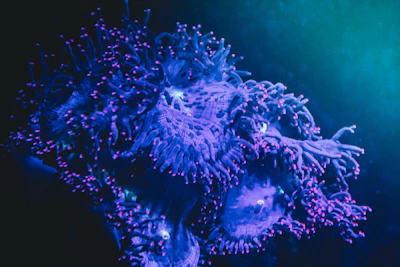 Close-up of vibrant coral reef thriving with Avalon Mare supplements.