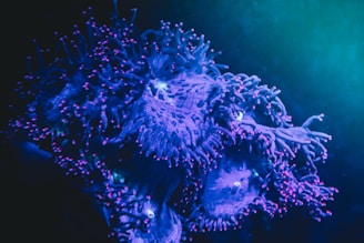 A close-up view of a vibrant coral reef with striking blue and purple hues. The coral's delicate tentacles are accentuated with small, bright pink tips that create a mesmerizing visual effect. Soft lighting enhances the underwater ambiance.