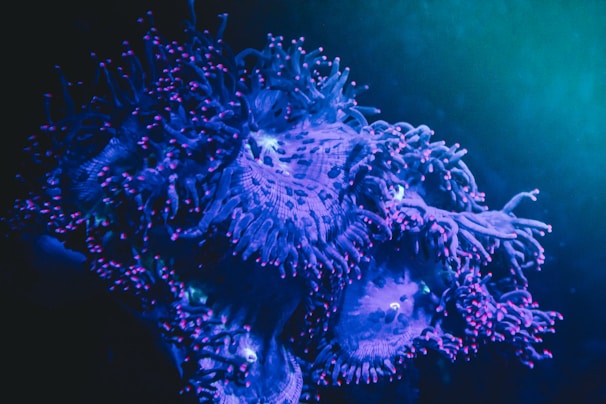 A close-up view of a vibrant coral reef with striking blue and purple hues. The coral's delicate tentacles are accentuated with small, bright pink tips that create a mesmerizing visual effect. Soft lighting enhances the underwater ambiance.