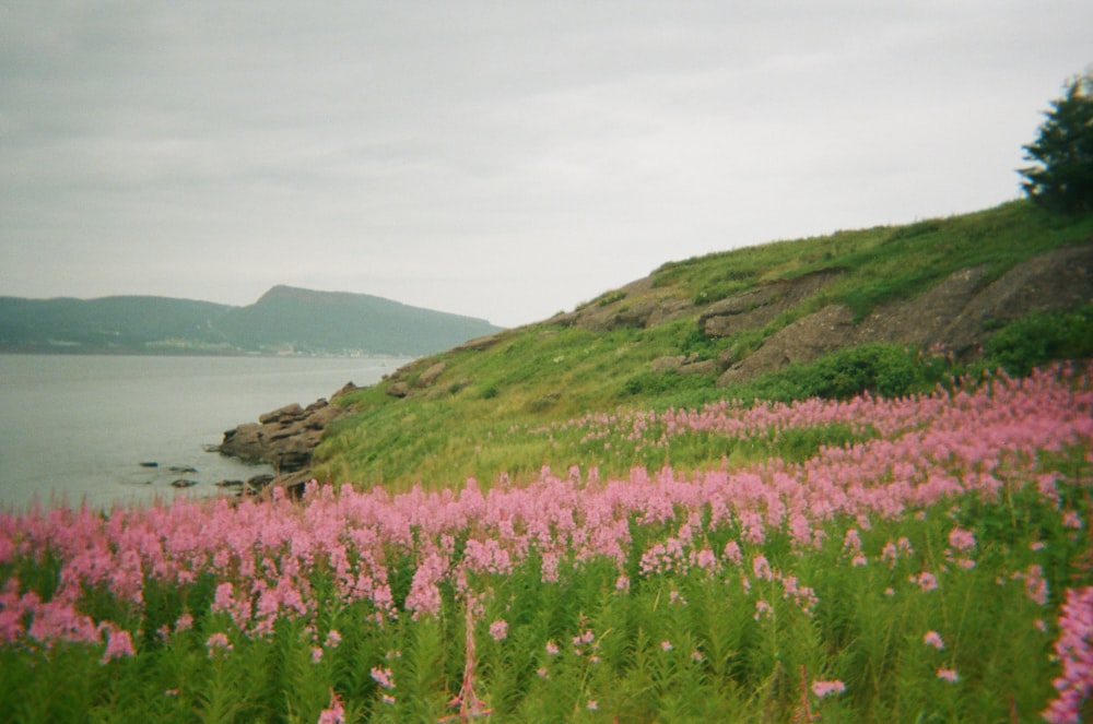 낮 동안 수역 근처의 분홍색 꽃밭