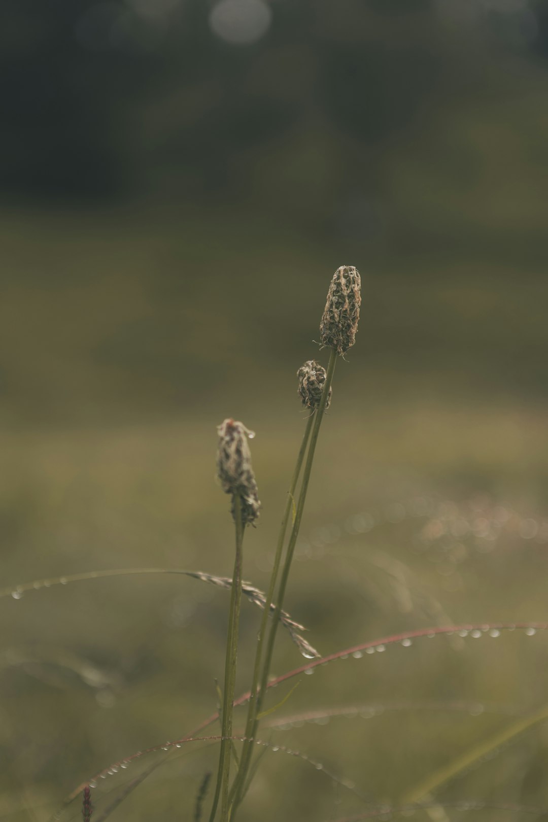 brown flower in tilt shift lens