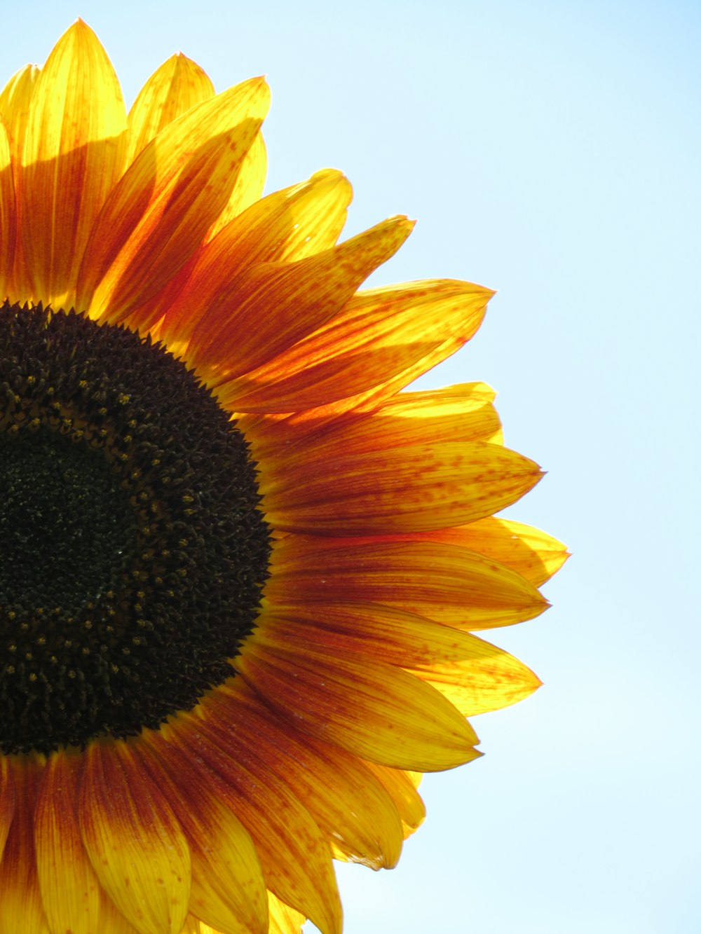 yellow sunflower in close up photography