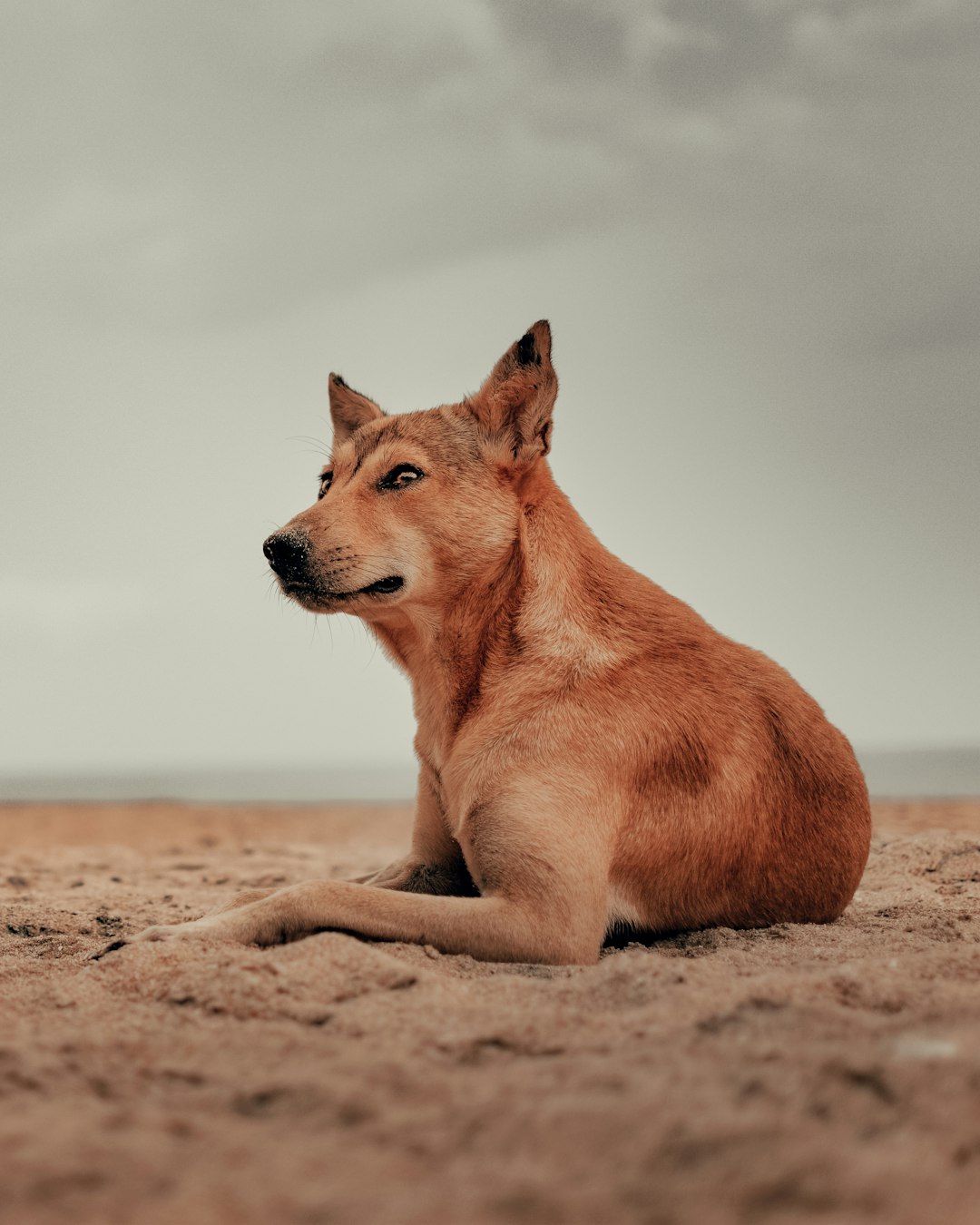 brown short coated dog lying on brown sand during daytime