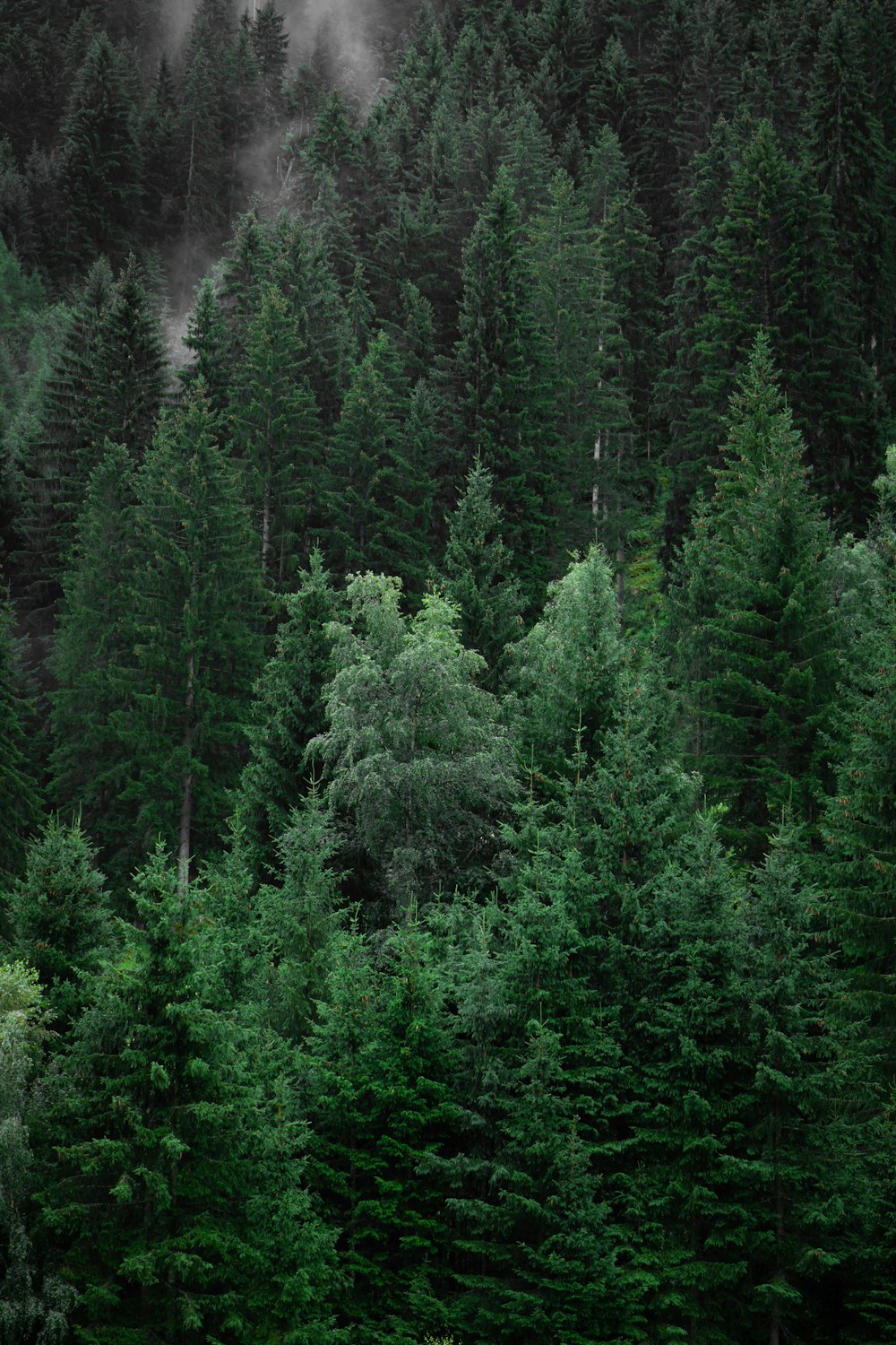 green pine trees during daytime