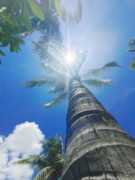 A skilled arborist carefully trimming a tall palm tree under bright blue skies.