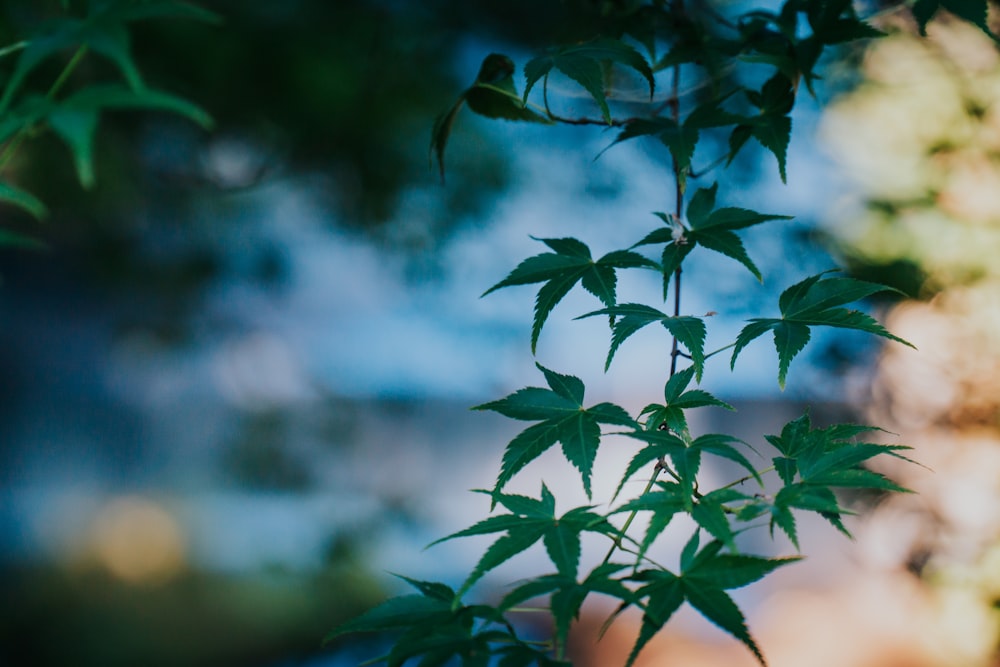 green leaves in tilt shift lens