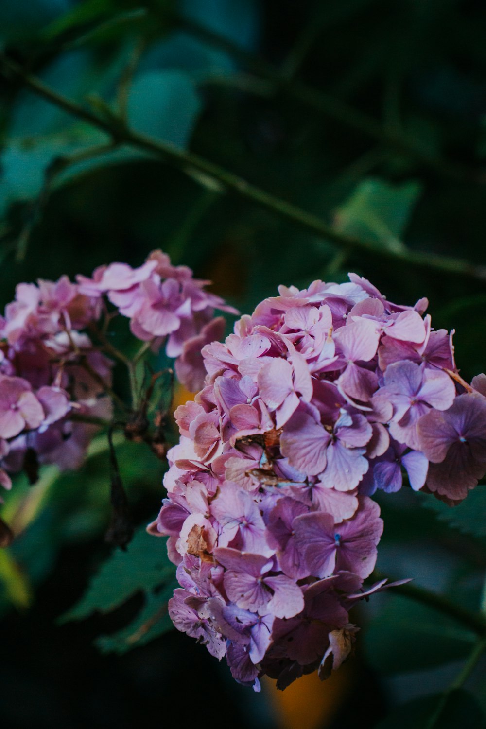 pink and white flower in tilt shift lens