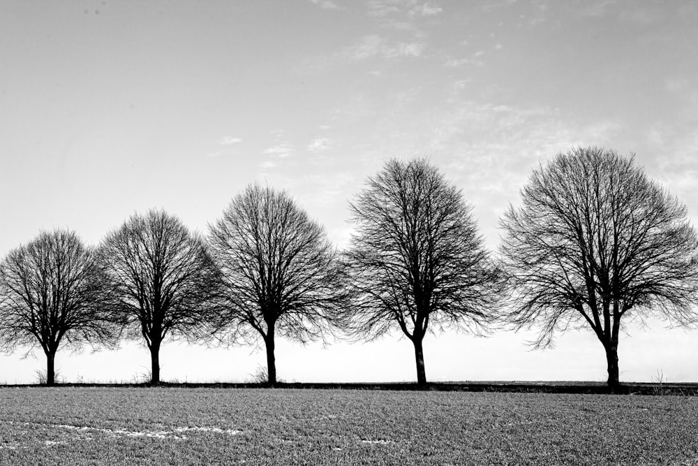 leafless tree on snow covered ground