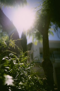 Green plant near a white house during daytime with sunlight shining through the trees.