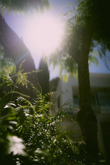Green plant near a white house during daytime with sunlight shining through the trees.