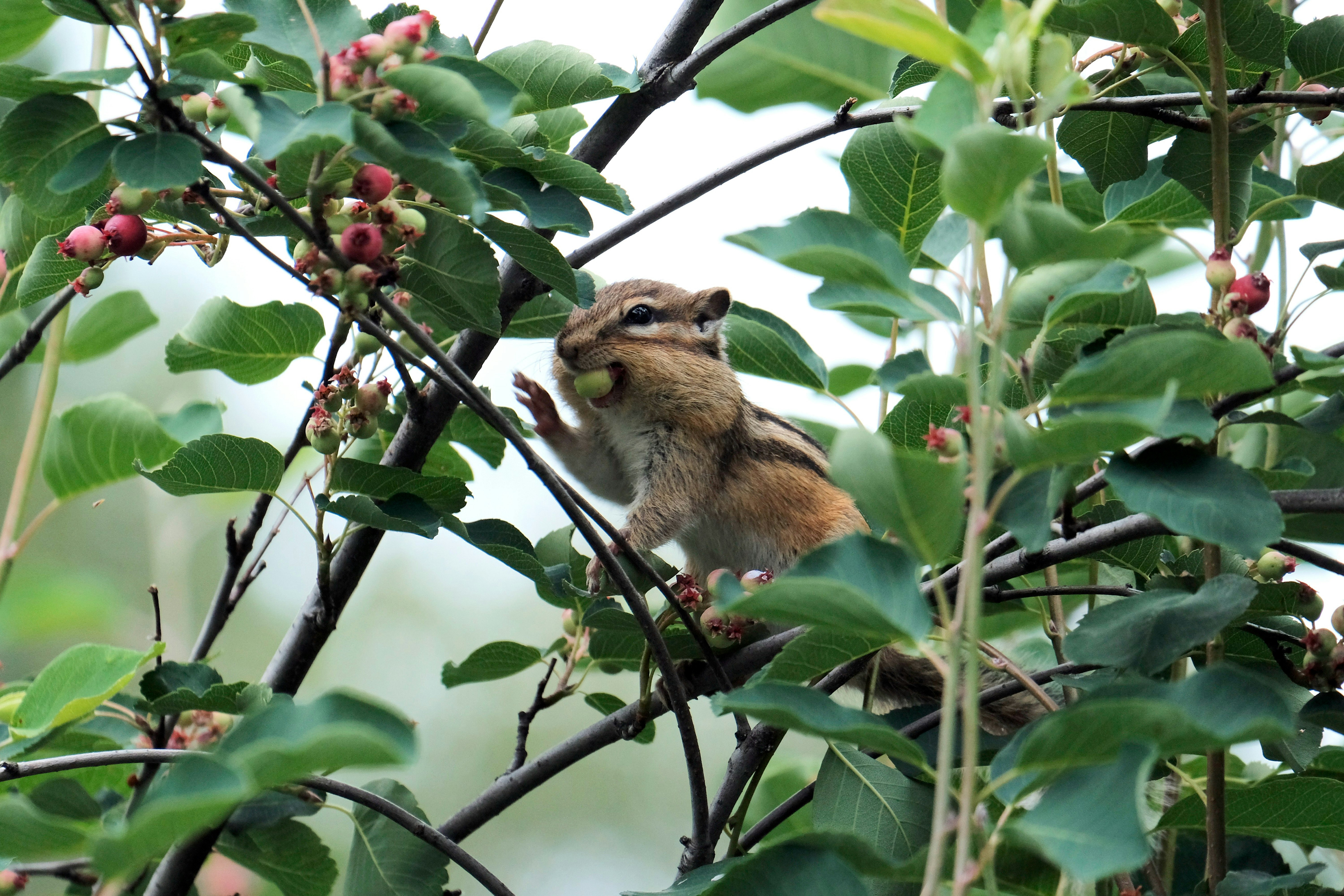 brown and white squirrel on tree branch during daytime