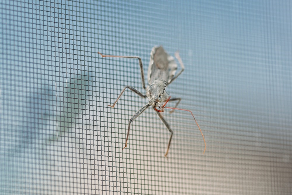 gray and black insect on screen