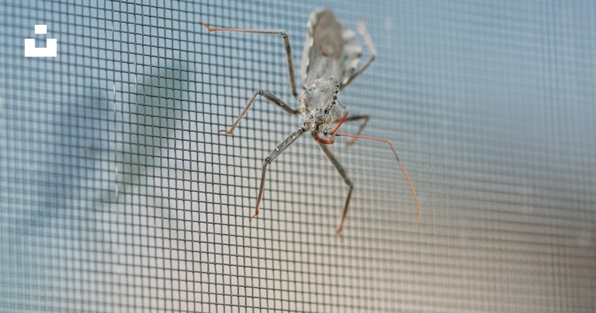 Gray and black insect on screen photo – Free Indiana Image on Unsplash