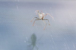 A close-up view of a bug with long legs and slender antennae on a fine mesh surface. The bug's shadow is visible beneath it on the mesh, adding depth to the scene. The background is blurred, focusing attention on the insect and the texture of the mesh.