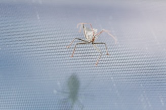 A close-up view of a bug with long legs and slender antennae on a fine mesh surface. The bug's shadow is visible beneath it on the mesh, adding depth to the scene. The background is blurred, focusing attention on the insect and the texture of the mesh.